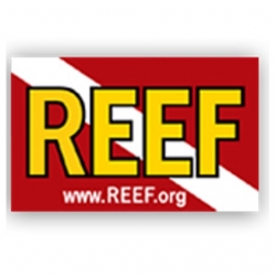 REEF Internship programs